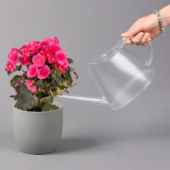 Elatior-Begonie, Topf-Ø 14 Cm, Rosatöne, Höhe Ca. 20-27 Cm, 4er-Set -Garten Atmos Verkaufsgeschäft 0210900296 Begonia Elatior rosa 42