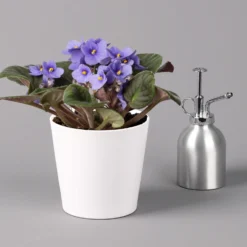 Usambaraveilchen In Keramiktopf Dallas Weiß, Hellblau, Topf-Ø 12 Cm, 3er-Set -Garten Atmos Verkaufsgeschäft 0210950108 Saintpaulia hellblau in Topf Dallas weiss H20cm T14cm 3erSet1 116528