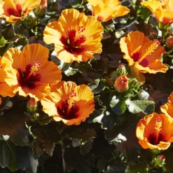 Hibiskus, Graff® 'Petit Orange', In Keramiktopf Anthrazit, Topf-Ø 13 Cm, 2er-Set -Garten Atmos Verkaufsgeschäft 0213100211 0213100212 0213100213 0213100227 0213100228 Hibiscus Petit Orange