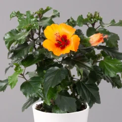 Bestseller -Garten Atmos Verkaufsgeschäft 0213100227 Hibiscus Petit Orange mit Topf Dallas weiss 2
