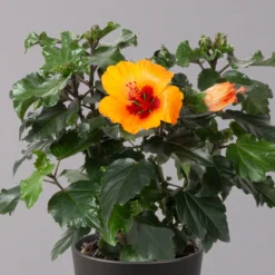 Hibiskus, Graff® 'Petit Orange', In Keramiktopf Anthrazit, Topf-Ø 13 Cm, 2er-Set -Garten Atmos Verkaufsgeschäft 0213100228 Hibiscus Petit Orange mit Topf Dallas anthrazit 2