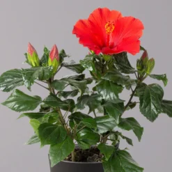 Garten Atmos Verkaufsgeschäft 36 Garten Atmos Verkaufsgeschäft -Garten Atmos Verkaufsgeschäft 0213100230 Hibiscus rot Topf Dallas anthrazit 2