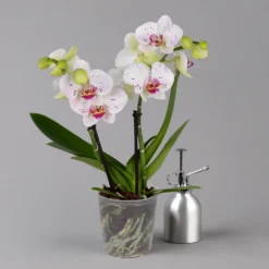 Bestseller 15 Phalaenopsis 'Spirit' Weiß Gesprenkelt, 2 Rispen, Topf-Ø 12 Cm, Höhe Ca. 50 Cm