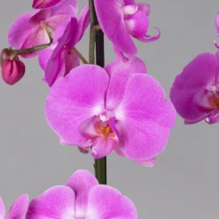 Schmetterlingsorchidee, Dunkelrosa, 2 Rispen, Topf-Ø 12 Cm, Höhe Ca. 65 Cm -Garten Atmos Verkaufsgeschäft 0215152627 Phalaenopsis Midi Dark Pink 2R 12cmT H65cm1 124058