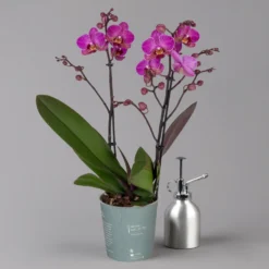 Bestseller 23 Phalaenopsis Lila, 2 Rispen, Topf-Ø 12 Cm, Höhe Ca. 50 Cm
