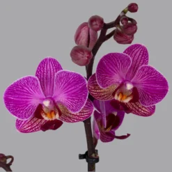 Bestseller -Garten Atmos Verkaufsgeschäft 0215170800 phalaenopsis multi lila 2 122701