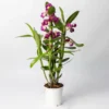Dendrobium, Lila, Topf-Ø 12 Cm, Höhe Ca. 50-60 Cm 1 Dendrobium, Lila, Topf-Ø 12 Cm, Höhe Ca. 50-60 Cm -Garten Atmos Verkaufsgeschäft 0215450249 Dendrobium nobile lila 1 117188