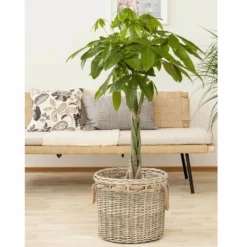 Glückskastanie, Topf-Ø 27 Cm, Höhe Ca. 150 Cm -Garten Atmos Verkaufsgeschäft 022010 glueckskastanie pachira aquatica1