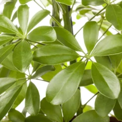 Schefflera Arboricola 'Nora', Topf-Ø 21 Cm, Höhe Ca. 55 Cm -Garten Atmos Verkaufsgeschäft 0220106951 Schefflera arbor Nora