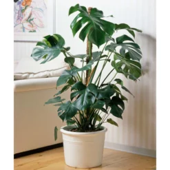 Bestseller -Garten Atmos Verkaufsgeschäft 0220107421 Monstera deliciosa moosstab 1