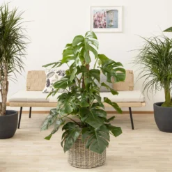 Bestseller 7 Monstera Deliciosa, Topf-Ø 27 Cm, Höhe Ca. 120 Cm