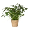 Philodendron Xanadu In Korb Osaka, Topf-Ø 21 Cm, Höhe Ca. 40-60 Cm -Garten Atmos Verkaufsgeschäft 0220107996 Philodendron Xanadu im Dekokorb 2