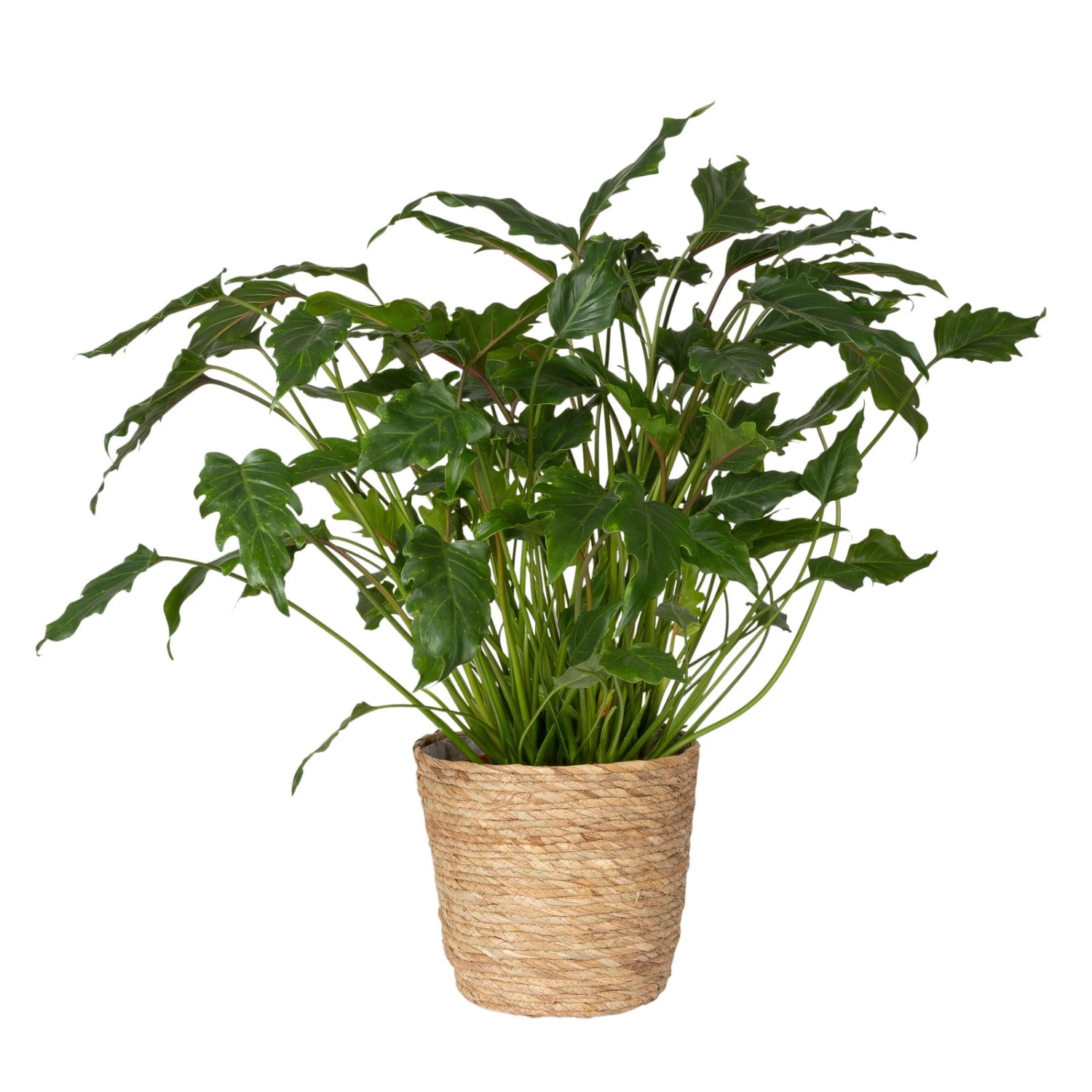 Philodendron Xanadu In Korb Osaka, Topf-Ø 21 Cm, Höhe Ca. 40-60 Cm 3 Philodendron Xanadu In Korb Osaka, Topf-Ø 21 Cm, Höhe Ca. 40-60 Cm