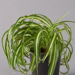 Grünlilie 'Bonnie' Mit Keramiktopf Dallas Anthrazit, Topf-Ø 12 Cm, 3er-Set -Garten Atmos Verkaufsgeschäft 0220108128 Chlorophyt Bonnie Dallas anthraz 2