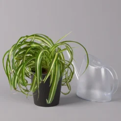 Grünlilie 'Bonnie' Mit Keramiktopf Dallas Anthrazit, Topf-Ø 12 Cm, 3er-Set -Garten Atmos Verkaufsgeschäft 0220108128 Chlorophyt Bonnie Dallas anthraz 3