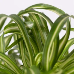 Grünlilie 'Bonnie' Mit Keramiktopf Dallas Anthrazit, Topf-Ø 12 Cm, 3er-Set -Garten Atmos Verkaufsgeschäft 0220108128 Chlorophyt Bonnie Dallas anthraz 4