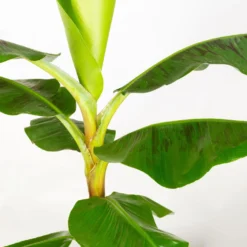 Bananenpflanze 'Dwarf Cavendish' Im Korb Gaby, Topf-Ø 21 Cm, H: Ca. 60-80 Cm -Garten Atmos Verkaufsgeschäft 0220108142 Musa Dwarf Cavendish im Dekokorb Gaby T21 WS 3 94187