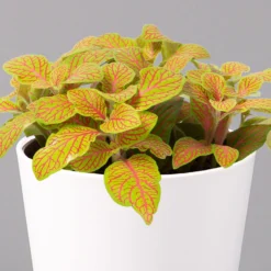 Fittonia 'Skeleton' Inkl. Keramiktopf Dallas Weiß, Topf-Ø 12 Cm, 2er-Set -Garten Atmos Verkaufsgeschäft 0220108258 Fittonia Skeleton Topf Dallas weiss 2