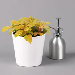 Fittonia 'Skeleton' Inkl. Keramiktopf Dallas Weiß, Topf-Ø 12 Cm, 2er-Set -Garten Atmos Verkaufsgeschäft 0220108258 Fittonia Skeleton Topf Dallas weiss 3