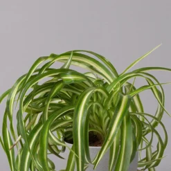 Grünlilie 'Bonnie', Topf-Ø 12 Cm, Höhe Ca. 20 Cm, 3er-Set -Garten Atmos Verkaufsgeschäft 0220108272 Chlorophytum Comosum Bonnie 3er Set 12 cm WS 32