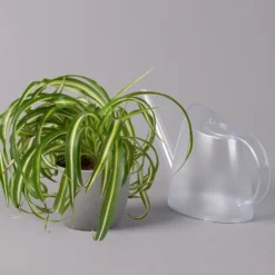 Grünlilie 'Bonnie', Topf-Ø 12 Cm, Höhe Ca. 20 Cm, 3er-Set -Garten Atmos Verkaufsgeschäft 0220108272 Chlorophytum Comosum Bonnie 3er Set 12 cm WS 42