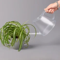 Grünlilie 'Bonnie', Topf-Ø 12 Cm, Höhe Ca. 20 Cm, 3er-Set -Garten Atmos Verkaufsgeschäft 0220108272 Chlorophytum Comosum Bonnie 3er Set 12 cm WS 52