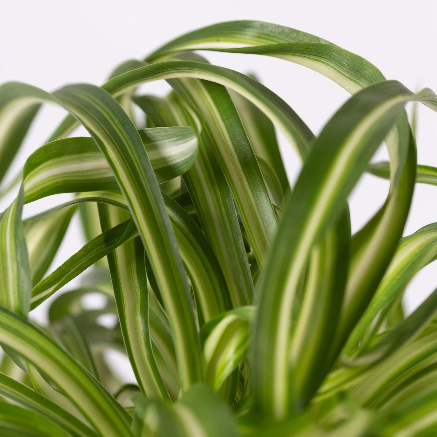 Grünlilie 'Bonnie' Mit Übertopf Vibes Rosa, Topf-Ø 12 Cm, Höhe Ca. 25 Cm 4 Grünlilie 'Bonnie' Mit Übertopf Vibes Rosa, Topf-Ø 12 Cm, Höhe Ca. 25 Cm – Bild 2