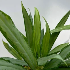 Aglaonema 'White Lance', Topf-Ø 17 Cm, Höhe Ca. 40 Cm -Garten Atmos Verkaufsgeschäft 0220108544 Aglaonema White Lance 17cmT H40cm 2 125650
