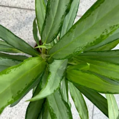 Aglaonema 'White Lance', Topf-Ø 17 Cm, Höhe Ca. 40 Cm -Garten Atmos Verkaufsgeschäft 0220108544 Aglaonema White Lance 17cmT H40cm 4 125652