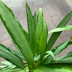 Aglaonema 'White Lance', Topf-Ø 17 Cm, Höhe Ca. 40 Cm -Garten Atmos Verkaufsgeschäft 0220108544 Aglaonema White Lance 17cmT H40cm 5 125651