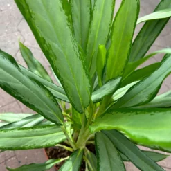 Aglaonema 'White Lance', Topf-Ø 17 Cm, Höhe Ca. 40 Cm -Garten Atmos Verkaufsgeschäft 0220108544 Aglaonema White Lance 17cmT H40cm 6 125649
