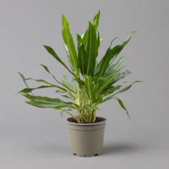 Aglaonema 'White Lance', Topf-Ø 17 Cm, Höhe Ca. 40 Cm -Garten Atmos Verkaufsgeschäft 0220108544 Aglaonema White Lance 17cmT H40cm f 126176