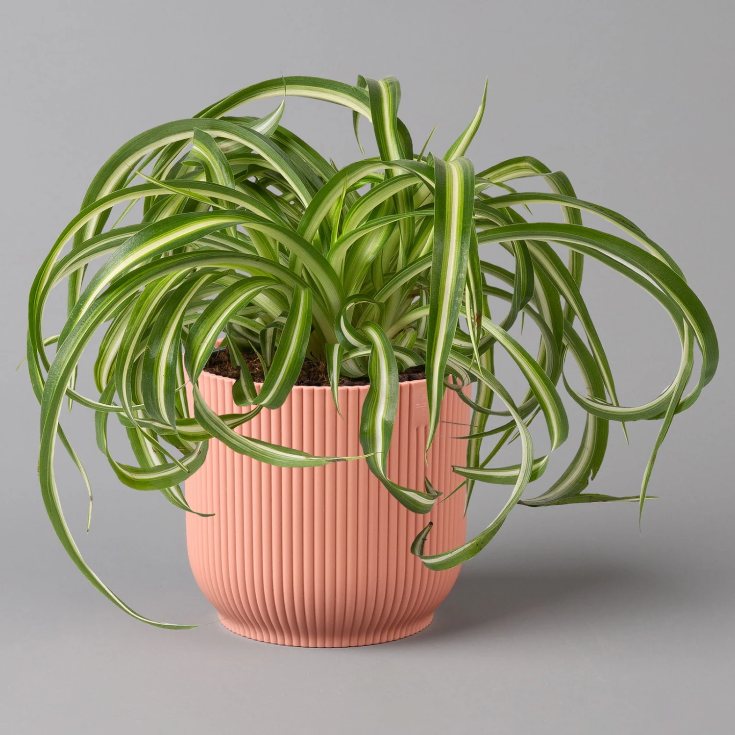 Grünlilie 'Bonnie' Mit Übertopf Vibes Rosa, Topf-Ø 12 Cm, Höhe Ca. 25 Cm 3 Grünlilie 'Bonnie' Mit Übertopf Vibes Rosa, Topf-Ø 12 Cm, Höhe Ca. 25 Cm