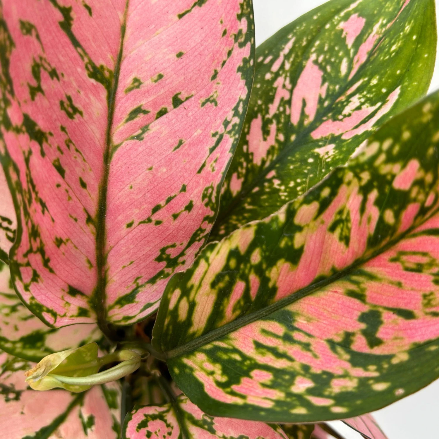 Aglaonema 'Pink', Topf-Ø 12 Cm 5 Aglaonema 'Pink', Topf-Ø 12 Cm – Bild 3