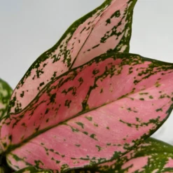 Aglaonema 'Pink', Topf-Ø 12 Cm 14 Aglaonema 'Pink', Topf-Ø 12 Cm -Garten Atmos Verkaufsgeschäft 0220108587 Aglaonema Pink 12cmT 11 125663