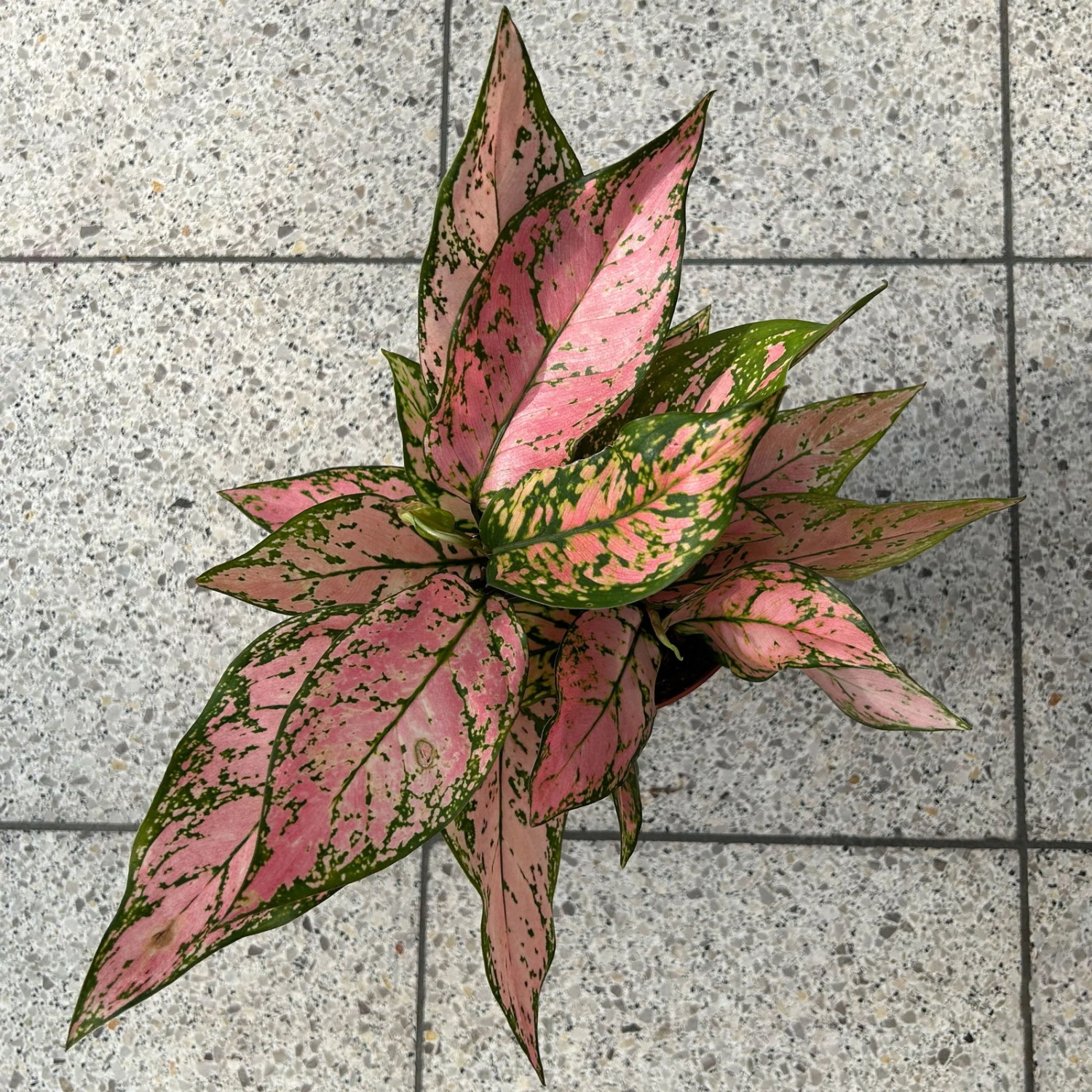 Aglaonema 'Pink', Topf-Ø 12 Cm 4 Aglaonema 'Pink', Topf-Ø 12 Cm – Bild 2