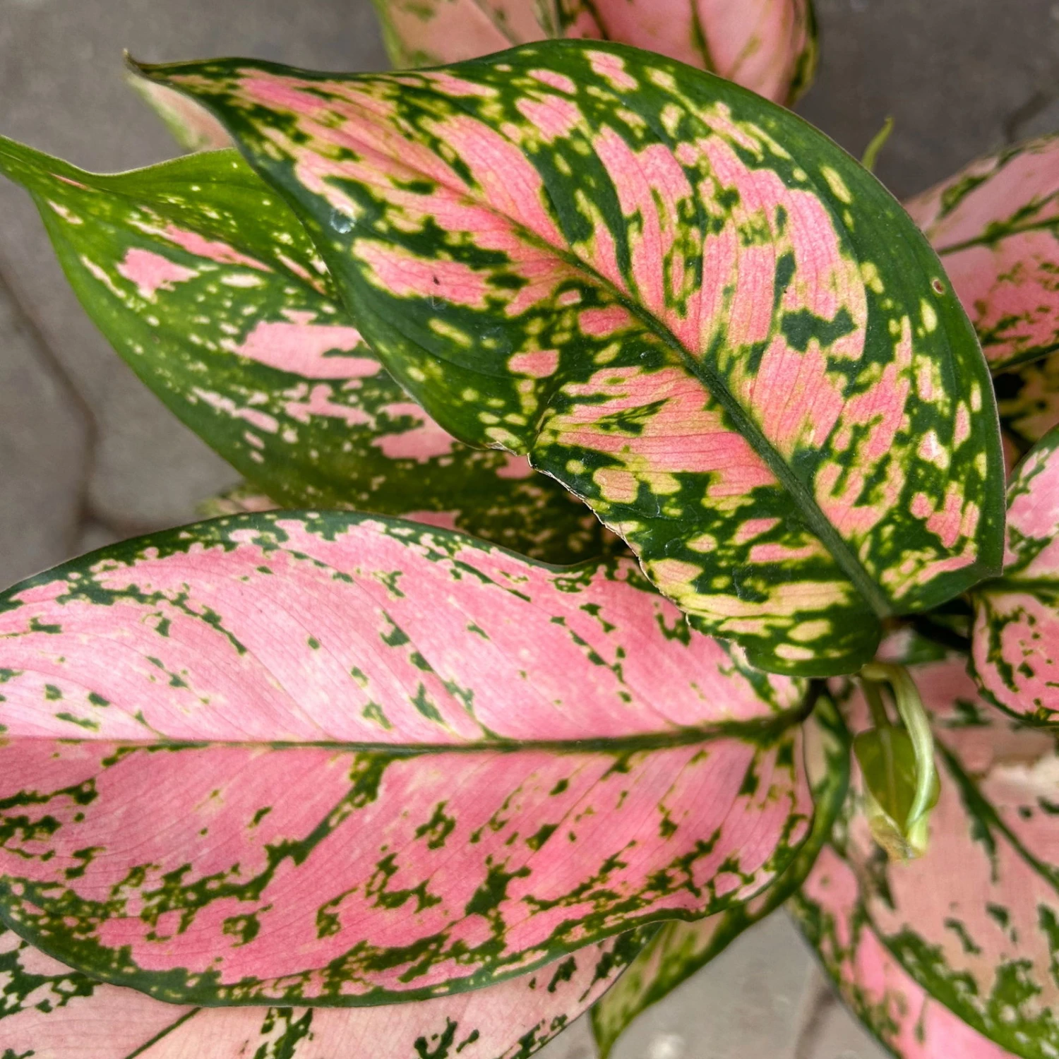 Aglaonema 'Pink', Topf-Ø 12 Cm 8 Aglaonema 'Pink', Topf-Ø 12 Cm – Bild 6