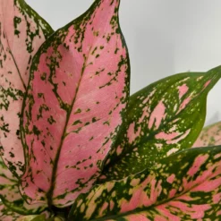Aglaonema 'Pink', Topf-Ø 12 Cm 15 Aglaonema 'Pink', Topf-Ø 12 Cm -Garten Atmos Verkaufsgeschäft 0220108587 Aglaonema Pink 12cmT 9 125664