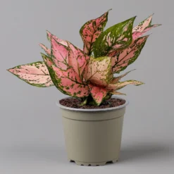Aglaonema 'Pink', Topf-Ø 12 Cm 17 Aglaonema 'Pink', Topf-Ø 12 Cm -Garten Atmos Verkaufsgeschäft 0220108587 Aglaonema Pink 12cmT f 126184
