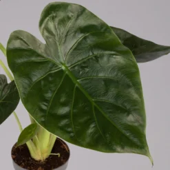 Alocasia 'Wentii', Topf-Ø 17 Cm, Höhe Ca. 60 Cm 11 Alocasia 'Wentii', Topf-Ø 17 Cm, Höhe Ca. 60 Cm -Garten Atmos Verkaufsgeschäft 0220110051 Alocasia Wentii 1