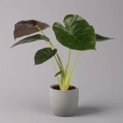 Alocasia 'Wentii', Topf-Ø 17 Cm, Höhe Ca. 60 Cm 10 Alocasia 'Wentii', Topf-Ø 17 Cm, Höhe Ca. 60 Cm -Garten Atmos Verkaufsgeschäft 0220110051 Alocasia Wentii 21