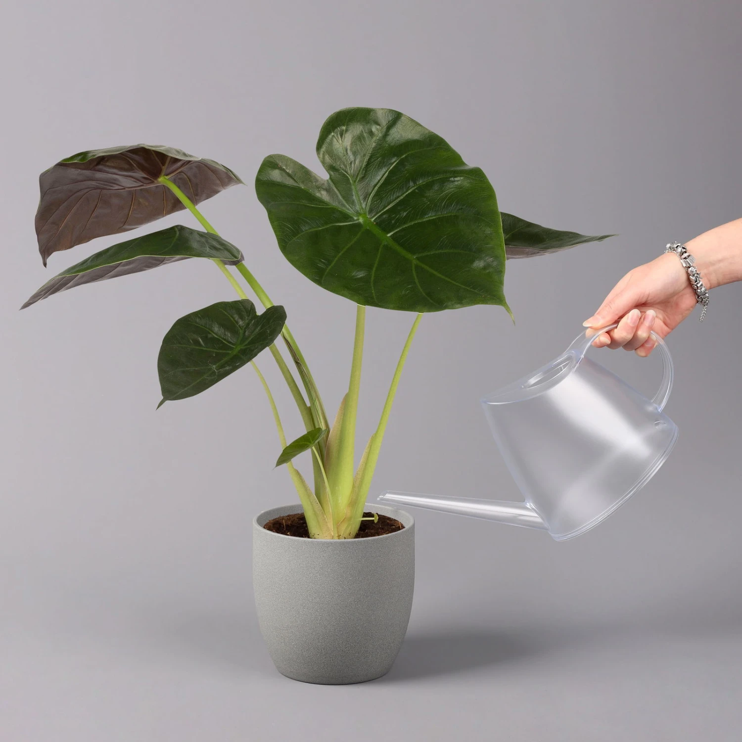 Alocasia 'Wentii', Topf-Ø 17 Cm, Höhe Ca. 60 Cm 3 Alocasia 'Wentii', Topf-Ø 17 Cm, Höhe Ca. 60 Cm