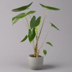 Alocasia 'Zebrina', Topf-Ø 14 Cm, Höhe Ca. 45 Cm -Garten Atmos Verkaufsgeschäft 0220110073 Alocasia Zebrina 12