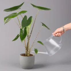 Alocasia 'Zebrina', Topf-Ø 14 Cm, Höhe Ca. 45 Cm -Garten Atmos Verkaufsgeschäft 0220110073 Alocasia Zebrina 13