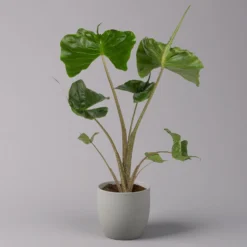 Alocasia Macrorrhiza 'Stingray', Topf-Ø 17 Cm, Höhe Ca. 60 Cm -Garten Atmos Verkaufsgeschäft 0220110085 Alocasia Macror Stingray 12