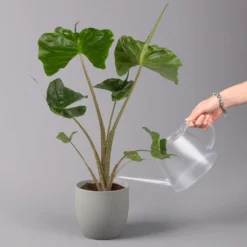 Alocasia Macrorrhiza 'Stingray', Topf-Ø 17 Cm, Höhe Ca. 60 Cm -Garten Atmos Verkaufsgeschäft 0220110085 Alocasia Macror Stingray 1 1