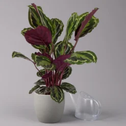 Calathea 'Medallion', Topf-Ø 19 Cm, Höhe Ca. 85 Cm -Garten Atmos Verkaufsgeschäft 0220160008 Calathea Medaillon 19cm 3 109549