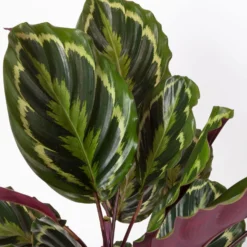 Calathea 'Medallion', Topf-Ø 19 Cm, Höhe Ca. 85 Cm -Garten Atmos Verkaufsgeschäft 0220160008 Calathea Medaillon 19cm 4 109550