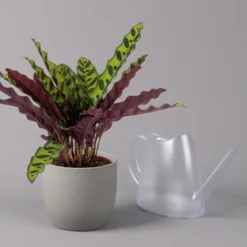 Calathea Lancifolia, Topf-Ø 14 Cm, Höhe Ca. 30-50 Cm -Garten Atmos Verkaufsgeschäft 0220160028 Calathea lancifolia 14cm 3