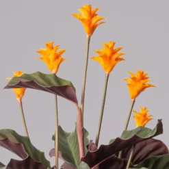 Calathea Crocata, Topf-Ø 14 Cm, Höhe Ca. 40 Cm -Garten Atmos Verkaufsgeschäft 0220160082 Calathea crocata T14 42 117753